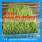 WHIR hydroponic cultivator fodder machine for growing fodder grass,barley,wheat,and all kinds vegetables
