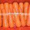 Fresh Chinese Carrot