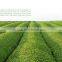 China Manufacturer Organic Certified USDA DAKKS EC CERES EU Regulation Red Tea