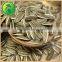 China Sunflower Seeds Bird For Sale