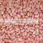 peanut kernels 21/23 24/26 24/28