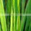 Lemongrass Essential Oil From India /BORG EXPORT
