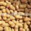 Export Washed peanut in shell