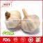 2016 new natural fresh garlic