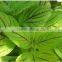 Coleus Powder