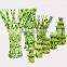 3 tier 4",6",8" top quality pagoda Dracaena braunii (Lucky bamboo)