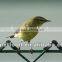 Mealworm Worm&Insect Bird Feed