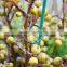 Gardening PVC coated Soft Plant Ring