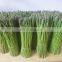 Green or White Asparagus Frozen Asparagus