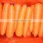 good quality new crop carrot