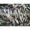 frozen fresh sardine
