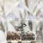 Clear Custom Acrylic Bird Feeder House Window Sliding Feed Tray                        
                                                Quality Choice
                                                    Most Popular