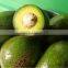 High quality fresh avocados for sale