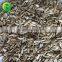 Companies Email Address for Bird Seed Manufactures Sun Flower Seeds in Iran
