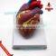 Human heart model