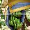 banana plastic bag for fruit growing bag