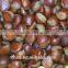 health food organic roasted chestnuts--Pure and natural fresh chestnuts