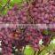 Fresh Grapes Crimson from egypt