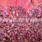 HOT SALE/ BEST QUALITY RED ONIONS export to any country