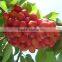 Top Quality Cherry Seeds For Planting