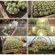 Mini Small Big Size Multi Color Outdoor Indoor Cactus Bonsai