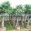 ficus benghalensis