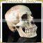 New Arrival Simulation Halloween Decorative Skull FGHS-0005