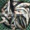 China seafood of Round Scad with size 7 - 8 pcs / kg