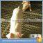 stainless steel crimped mesh screen