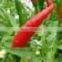 Organic Fresh Bird Chilli Red & Green