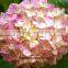 Hot Sell Export Fresh Cut Flowers Hydrangea From China Wholesale