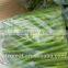 Chinese 2016 New Crop IQF Frozen Green Asparagus with High Quality for sale