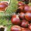 Organic Raw Fresh Chestnut Chinese bulk chestnuts price