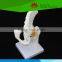 High quality Medical teaching human Life-size hip joint with ligaments