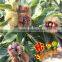 New crop Fresh Chestnut origin from Hebei
