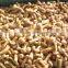 IQF nameko mushroom/frozen nameko mushrooms