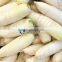New Type Fruit Washing Machine Turnip Washing Machine Machine for Peeling Potatoes (CE Approved)