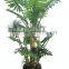 CHY030932 High quality bonsai alocasia macrorrhizaiata plant plastic plant sale
