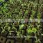 wet floral foam for agriculture soilless seedings planting