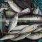 Frozen Fresh Seafood Big Eye Horse Mackerel Superior Quality Fish