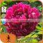 alive competitive price white peony root-bark extract