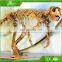 Resin dinosaur skeleton for sale