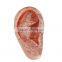Ear model for acupuncture