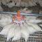 automatic chicken feeding system