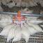 New Poultry farming