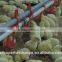 Automatic poultry nipple drinkers HOT sale!