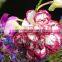 Multihead Preserved Flower Thailand Sugar Price Flower Plants Sale