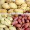 Blanched peanut kernels, peanuts in shell, roasted peanut inshell