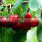 High Quality Cherry Seeds For Sale Very Delicious Fruit Tree Seeds