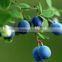 Anti=oxidant Blueberry P.E with Anthocyanidins 5-25% ,Extract Ratio 5:1 and 10:1blueberry fruit Powder